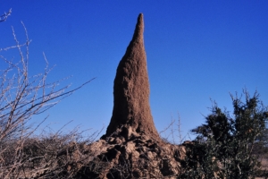 Termitenhügel in Namibia - Kooperation statt Wettbewerb